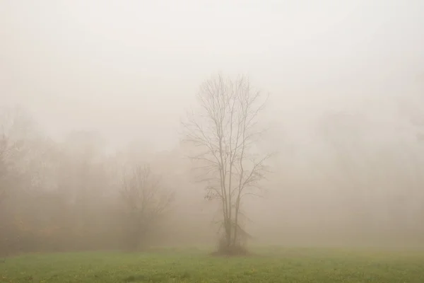 Liście Jesienią Piękna Mgła Lesie — Zdjęcie stockowe