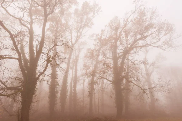 Follaje Otoñal Hermosa Niebla Bosque — Foto de Stock