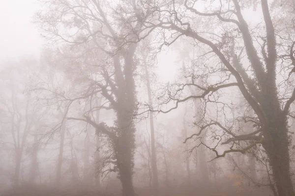 Podzimní Listí Nádherná Mlha Lese — Stock fotografie