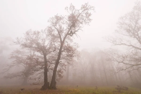 Beau Feuillage Automne Brume Dans Forêt — Photo