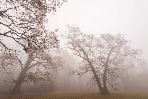 Όμορφο Φθινόπωρο Φύλλωμα Και Ομίχλη Στο Δάσος — Φωτογραφία Αρχείου