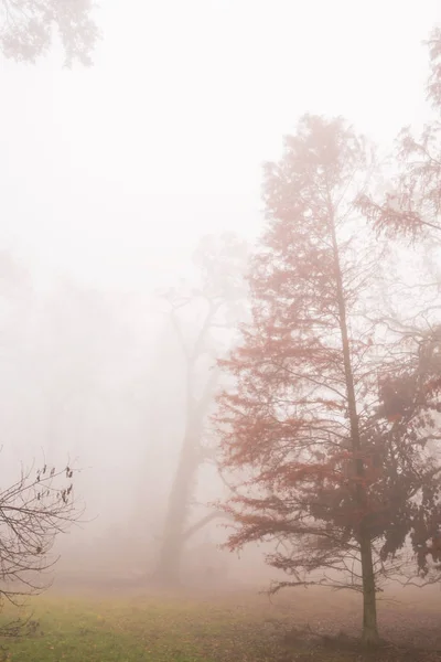 Beau Feuillage Automne Brume Dans Forêt — Photo