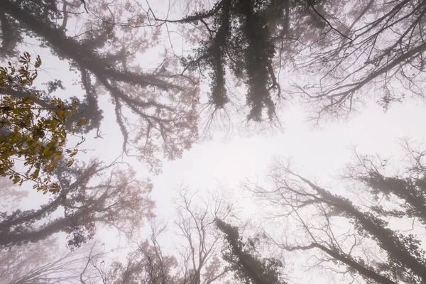 Hermoso Follaje Otoñal Niebla Bosque — Foto de Stock