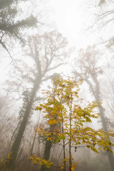 Piękne Liście Jesienią Mgła Lesie — Zdjęcie stockowe