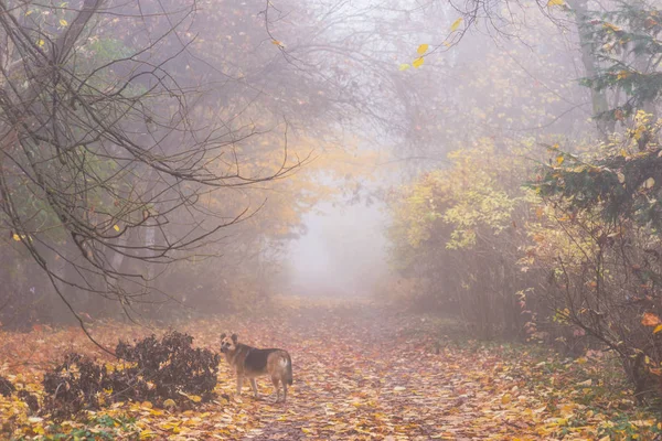 Schönes Herbstlaub Und Nebel Wald — Stockfoto