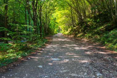 Yaz parlak güneşli bir günde vahşi Nehri boyunca güzel iz ile ormanda sahne