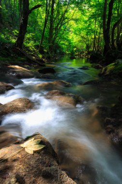 Yaz parlak güneşli bir günde vahşi Nehri boyunca güzel iz ile ormanda sahne