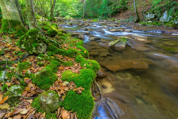 Paysage Été Dans Les Bois Avec Beau Sentier Long Rivière — Photo