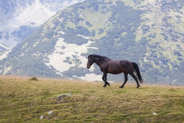 Dağlarda vahşi atlar, Alp otlaklarında özgürce dolaşıyorlar.