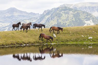 Dağlarda vahşi atlar, Alp otlaklarında özgürce dolaşıyorlar.