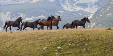Dağlarda vahşi atlar, Alp otlaklarında özgürce dolaşıyorlar.
