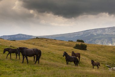 Dağlarda vahşi atlar, Alp otlaklarında özgürce dolaşıyorlar.