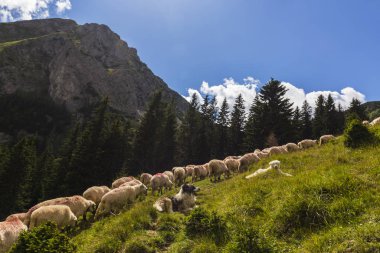 Doğu Avrupa 'nın uzak bir dağlık bölgesinde, aydınlık bir yaz gününde koyun sürüsü.