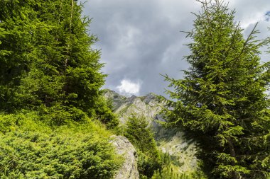 Alpler 'in yaz manzarası. Saf doğa ve buzul vadisi.