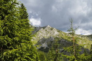 Alpler 'in yaz manzarası. Saf doğa ve buzul vadisi.