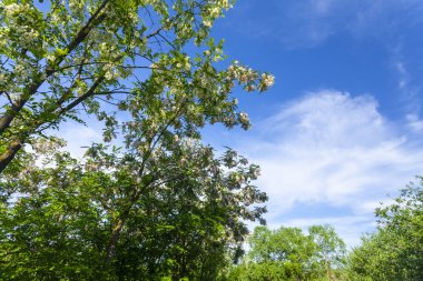 İlkbaharda mavi gökyüzünde canlı yeşil ağaç dalları.