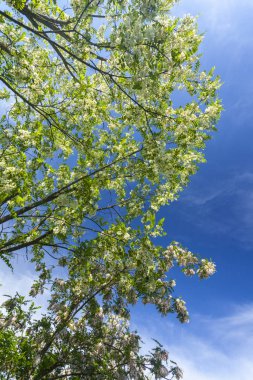 İlkbaharda mavi gökyüzünde canlı yeşil ağaç dalları.