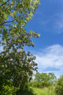 Alpler 'in yaz manzarası. Saf doğa ve buzul vadisi.