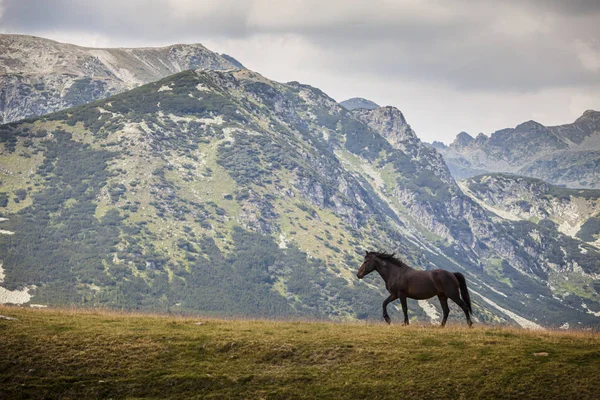 Chevaux Sauvages Dans Les Montagnes Errant Librement Sur Pâturage Alpin — Photo