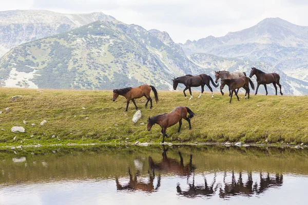 Wildpferde Den Bergen Frei Auf Einer Alm — Stockfoto