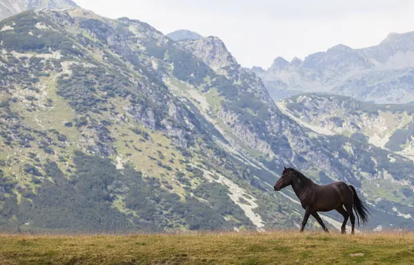 群山中的野马自由地在高山牧场上漫步 — 图库照片