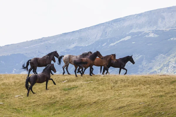 Άγρια Άλογα Στα Βουνά Περιπλανώμενα Ελεύθερα Αλπικό Βοσκότοπο — Φωτογραφία Αρχείου