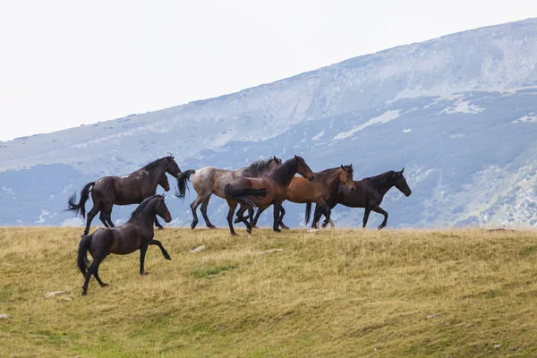 Wildpferde Den Bergen Frei Auf Einer Alm — Stockfoto