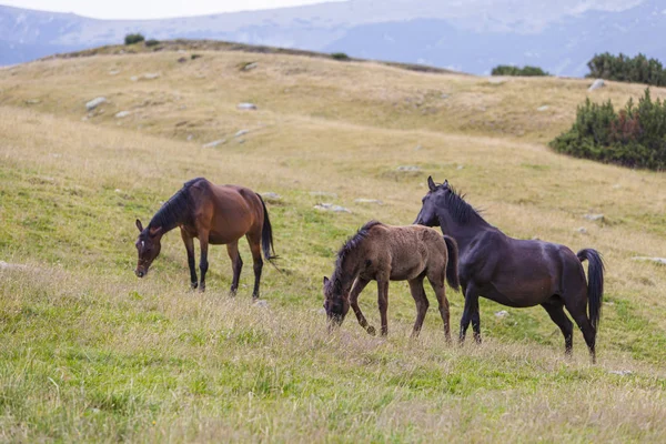 Άγρια Άλογα Στα Βουνά Περιπλανώμενα Ελεύθερα Αλπικό Βοσκότοπο — Φωτογραφία Αρχείου