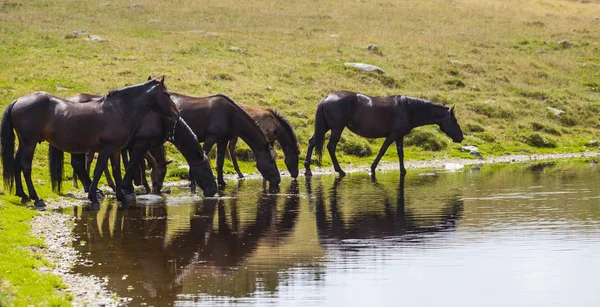 Άγρια Άλογα Στα Βουνά Πόσιμο Νερό Στην Ακτή Μιας Αλπικής — Φωτογραφία Αρχείου