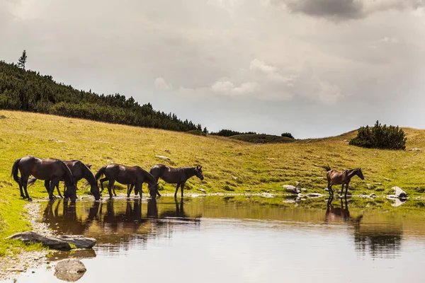 Wild horses in the mountains, drinking water on the shore of an alpine lake