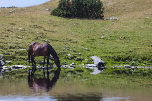 Wild horses in the mountains, drinking water on the shore of an alpine lake