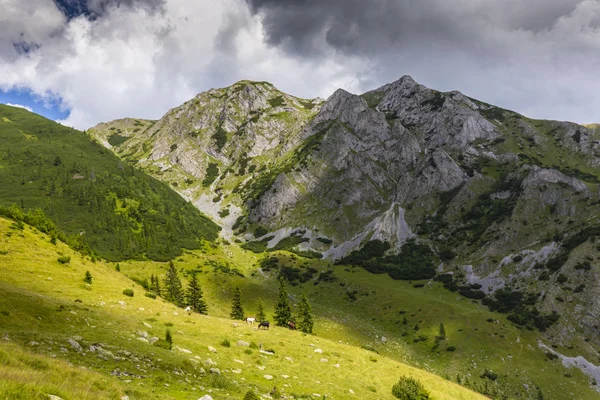 阿尔卑斯山中的夏季风景 有着纯洁的自然和冰川的山谷 — 图库照片