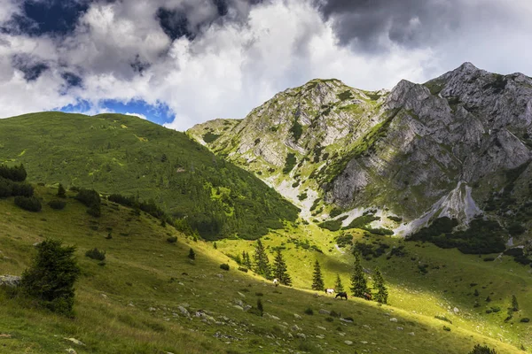 阿尔卑斯山中的夏季风景 有着纯洁的自然和冰川的山谷 — 图库照片