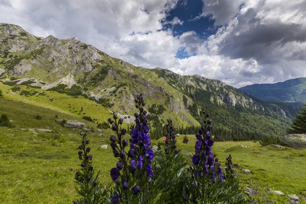 Sommarfjällslandskap Alperna Med Ren Natur Och Glaciärdal — Stockfoto