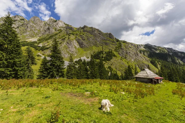 阿尔卑斯山中的夏季风景 有着纯洁的自然和冰川的山谷 — 图库照片