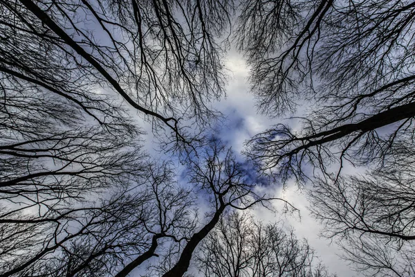 Poplar Gałęzie Szarańczy Profilowane Niebie Burzowym Niebem Zimie — Zdjęcie stockowe