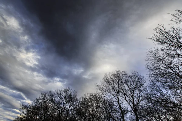 Ramas Álamos Langostas Perfiladas Cielo Con Cielos Pluviales Invierno — Foto de Stock