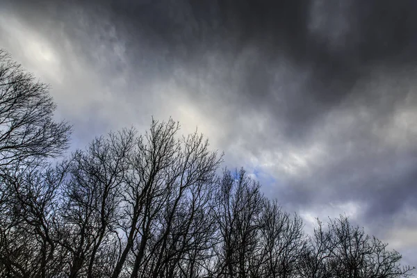 Ramas Álamos Langostas Perfiladas Cielo Con Cielos Pluviales Invierno — Foto de Stock