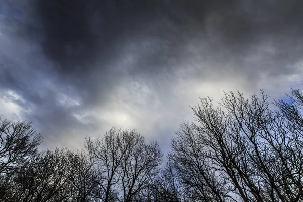Ветви Тополя Саранчи Профилируемые Небе Грозовым Небом Зимой — стоковое фото
