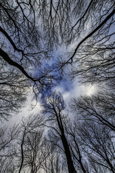 Poplar and locust tree branches profiled on sky with storm skies in winter