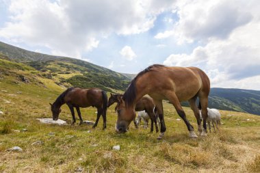Yazın dağlık bir çayırda özgürce dolaşan güzel vahşi atlar.