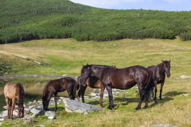 Yazın dağlık bir çayırda özgürce dolaşan güzel vahşi atlar.