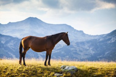 Yazın dağlık bir çayırda özgürce dolaşan güzel vahşi atlar.