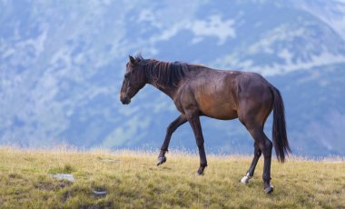 Yazın dağlık bir çayırda özgürce dolaşan güzel vahşi atlar.