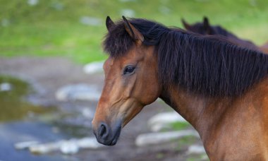 Yazın dağlık bir çayırda özgürce dolaşan güzel vahşi atlar.
