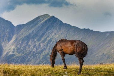 Yazın dağlarda özgürce dolaşan güzel vahşi atlar.