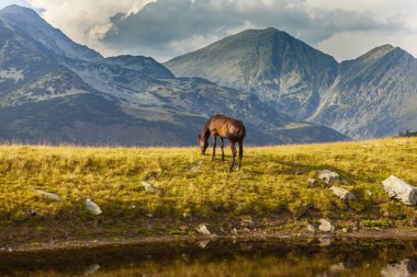 Yazın dağlarda özgürce dolaşan güzel vahşi atlar.