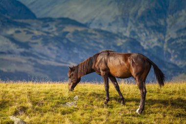 Yazın dağlarda özgürce dolaşan güzel vahşi atlar.