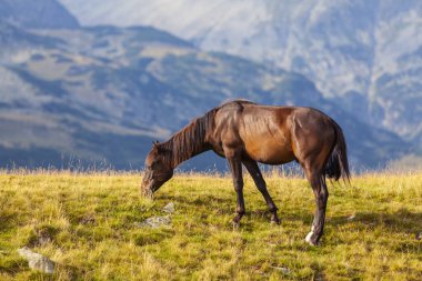 Yazın dağlarda özgürce dolaşan güzel vahşi atlar.