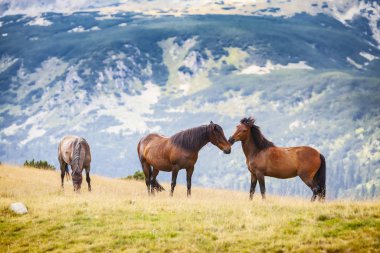 Yazın dağlarda özgürce dolaşan güzel vahşi atlar.